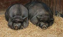 爱玩捉迷藏的小黑龟