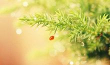 守住内心，怀抱自然