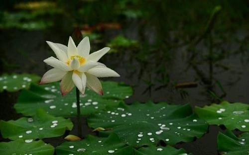 雨中龙湖