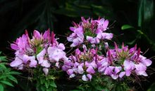 逝去的岁月如花