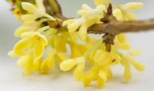 又是丹桂飘香时