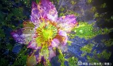 我的梦想，火红而又永远不凋落