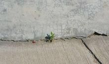 师恩，无怨无悔的奉献