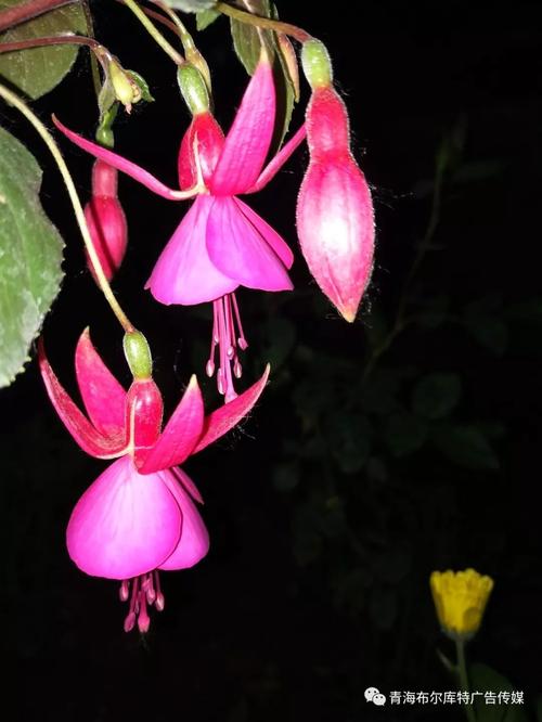 走过鲜花以迎接自己