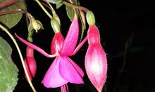 走过花丛遇见自己