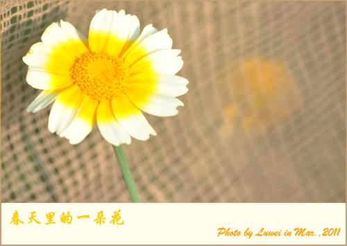 一朵花阻挡了我的前道路