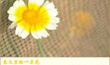 一朵花挡住了我的前路