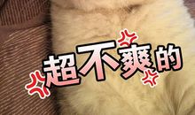 人类其实很愚蠢