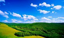 菊花茶让我陶醉