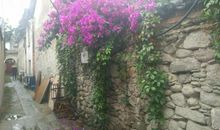 不错过每一场花谢枯荣