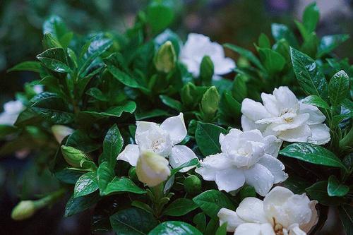 栀子侧是周围的