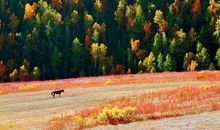 活出生命的本色