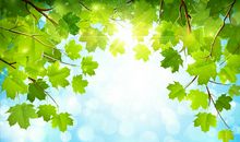 梧桐树叶的歌声