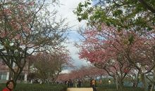 满身花雨重幕掩