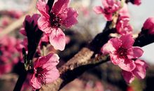 心有碧草时时春