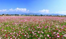 阳光照耀下的小日子