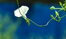 映阶碧草自春色