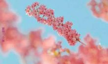 如微风在心间拂过