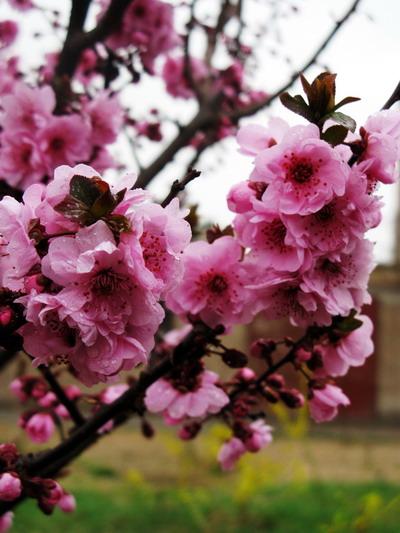 樱花