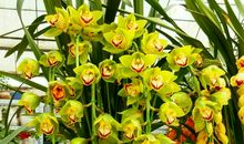 一花一竹一光明