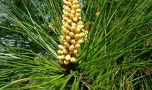 寻觅春天，收藏春天