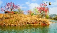 可怜冬景似春华