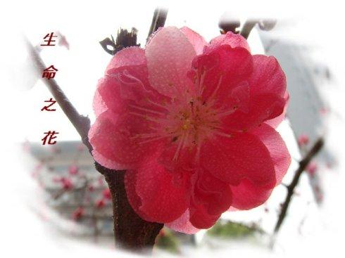 让生活的花朵永远