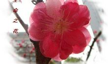 让生命之花永远灿烂