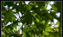 传递叶尖的温暖