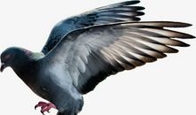 我喜欢的鸟儿——鸽子