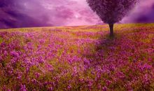 看见这棵树就想起你