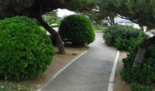 日光倾城满绿意