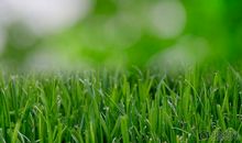 青青绿草悠悠稻香