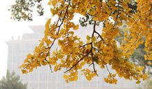 看见这片银杏叶就想起你