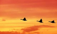 你若追云我便随风