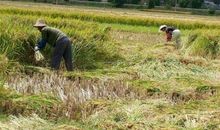 童年的乡村生活