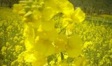 母爱是三月的阳光