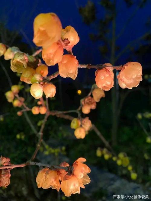 梅花在哪里？