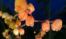 梅花香自何处来