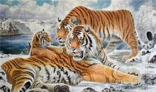 自以为是的老虎