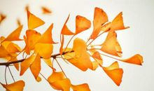 叶落瞬间的感悟