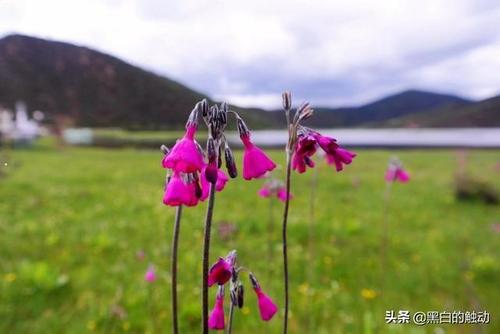 春天的心