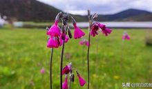 心中有碧草时时春