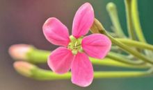 朋友芬芳的心语