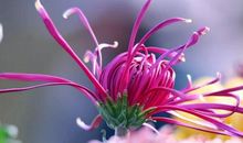 生命之花的凋零