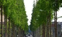 水杉树伴我成长