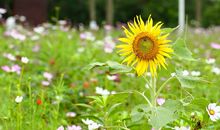 等待中的向日葵讓我陶醉