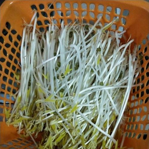 豆芽心