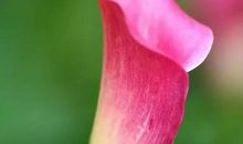 那一枝独秀的紫