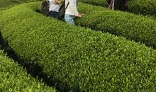 闻说江南春尚好